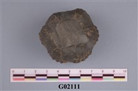 藏品(藤壺)的圖片